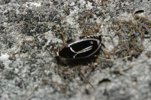 Phyllodromica marginata (Schreber, 1781)